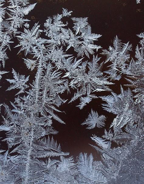 According to Bailey the Ice Garden has a scent of roses, ice and sugar. They remind him of the spun-sugar flowers sold by vendors in the courtyard. Snowflakes Photography, Dry Ice Experiments, Ice Garden, Snowflake Photography, Winter Poems, Snowy Cabin, Ice Texture, Frozen Art, Night Circus