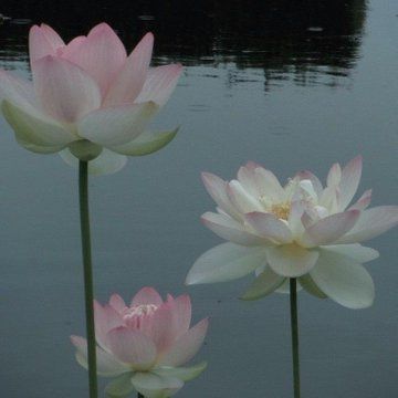 Nothing But Flowers, Flower Therapy, Pretty Plants, Nature Aesthetic, Water Lilies, Flowers Nature, Love Flowers, My Flower, Pretty Flowers