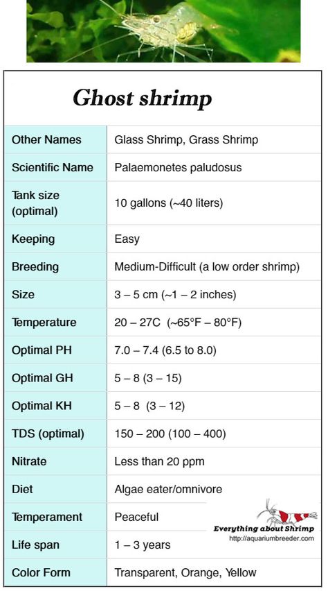 Sinus Drink, Shrimp Breeding, Shrimp Tanks, Freshwater Shrimp, Water Terrarium, Ghost Shrimp, Amano Shrimp, Aquatic Insects, Fish Keeping