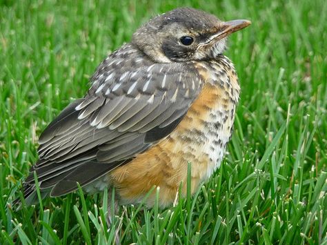 birdnote q&a: fledging, when young birds leave the nest - A Way To ... Rural Garden, The Sermon On The Mount, Baby Robin, Sermon On The Mount, Dragon Flys, Flight Feathers, American Robin, The Berkshires, For The Birds