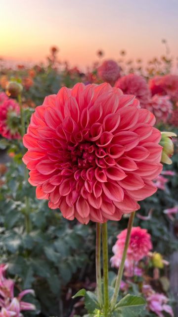 Dahlia Field, Fresh Flower Market, Freezing Weather, Flower Farmer, Flower Arranging, Dahlia Flower, Looking Good, Flower Market, Flower Field