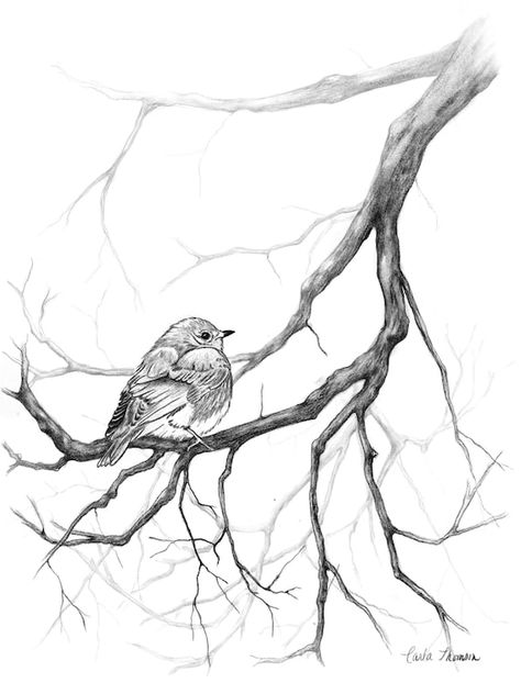 Birds On Tree Drawing, Boom Kunst, Branch Drawing, Bird Sketch, Nature Art Drawings, Tree Sketches, Charcoal Drawings, Illustration Botanique, Bird On Branch