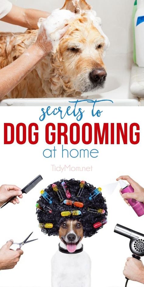 At Home Dog Grooming, Dog Grooming At Home, Cockapoo Grooming, Dog Grooming Diy, Pet Care Business, Dog Grooming Tools, Dog Grooming Styles, Dogs Grooming, Dog Grooming Salons