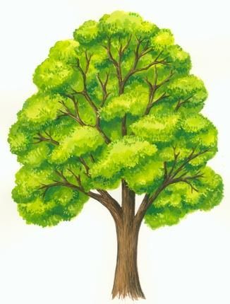 Trees Art Drawing, Majestic Tree, Family Tree Art, Cartoon Trees, Tree Artwork, Plant Tree, Leaf Drawing, Acrylic Painting Techniques, Tree Drawing