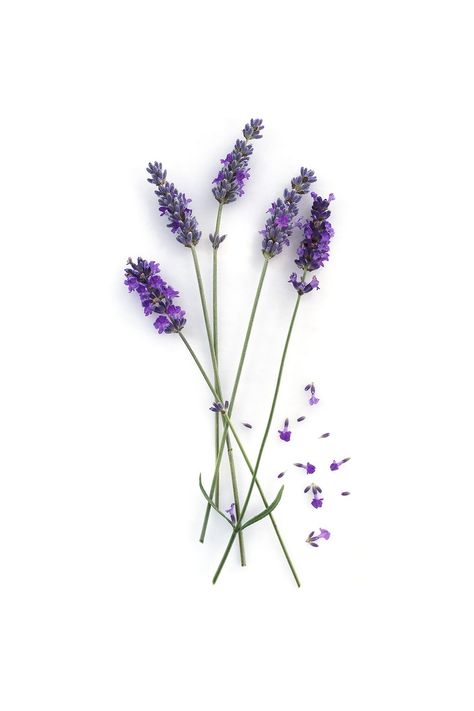 Cocktail Garden, Lavender Decor, Lavender Tattoo, Rakhi Design, Leafy Plants, Flower Guide, Bath Gel, Instagram Frame, Lavender Flowers