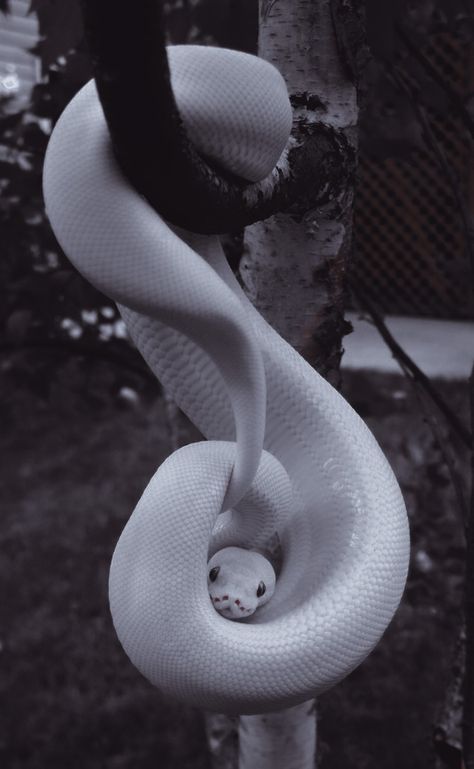 White Snake Aesthetic, Aesthetic Snakes, Serpent Aesthetic, Snakes Aesthetic, Snake Aesthetic, Black Cat Aesthetic, Pretty Snakes, Snake Wallpaper, Cute Reptiles