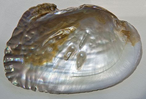 Difference Between Abalone and Mother of Pearl 2 Mother Of Pearl Meaning, Pearl Meaning, Crystal Wedding Dress, Rice University, University Studying, Mother Of Pearl Jewelry, Summer Wines, Oyster Pearl, Pearl Shell