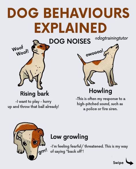 DOG BEHAVIOR EXPLAINED Dog Behavior Explained, Homemade Food For Dogs, Animal Infographic, Dog Training Commands, Vet Technician, Dog Farm, Facts About Dogs, Puppy Life, Cat Information