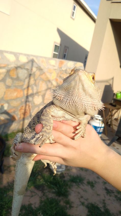 Bearded Dragon Wallpaper Iphone, Bearded Dragon Wallpaper, Breaded Dragon, Bearded Dragon Cute, Dragon Wallpaper, Dragon Wallpaper Iphone, Cutee Animals, Insane Clown Posse, Cute Reptiles