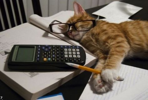 Obviously, this cat had a good math study session with his TI-83 Plus. "Repin" if you agree. Maths For Beginners, Accounting Jokes, Taxes Humor, Studying Funny, Accounting Humor, Studying Memes, How To Stop Snoring, Tired Of Work, Calculus