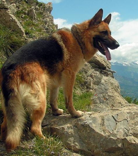 Un chien berger allemand Rich Dog, Guard Dogs, Shepherd Puppies, German Shepherd Puppies, Working Dogs, German Shepherd Dogs, Shepherd Dog, Beautiful Dogs, Big Dogs