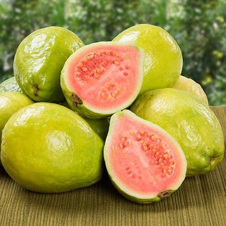 Guava Fruit Benefits, Guava Paste, Guava Jam, Pineapple Guava, Guava Tree, Guava Fruit, Pink Guava, Edible Seeds, Fruit Benefits