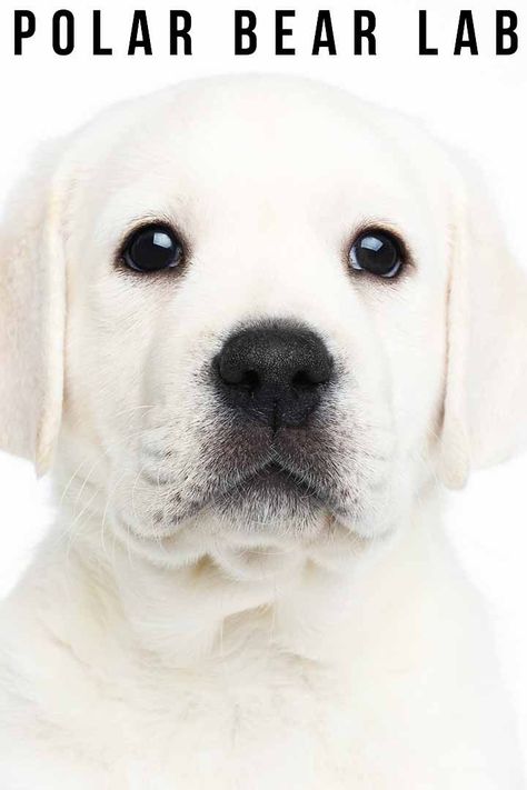 White Labrador Puppy, White Lab Puppies, Polar Bear Fur, Bear Dog Breed, Fun Facts About Dogs, English Labrador, White Coats, White Labrador, Labrador Mom