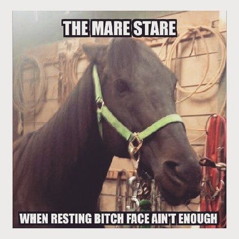 Equestrian Memes, Funny Horse Memes, Horse Humor, Horse Meme, Horse Quotes Funny, Funny Horse Pictures, Horse Jokes, Mare Horse, Inspirational Horse Quotes