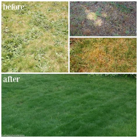 Our before & after lawn makeover project - how we went from a patchy, weedy, lawn in bad shape to a healthy, lush, green lawn with Scotts products. Lawn Makeover, Reseeding Lawn, Lawn Repair, Growing Grass, Lawn Fertilizer, Diy Lawn, Lawn Care Tips, Lush Lawn, Healthy Lawn