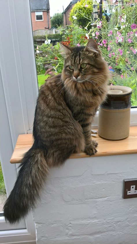 Long Haired Brown Tabby Cat, Cats With Long Hair, Tabby Cats Brown, Long Hair Cats Breeds Beautiful, Long Hair Domestic Cat, American Long Haired Cats, Torbie Cat Long Hair, Brown Tabby Cat Long Hair, Brown Norwegian Forest Cat