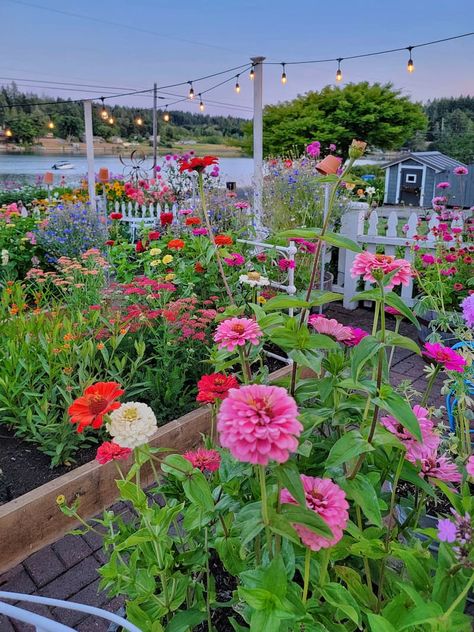 Are you thinking about starting a cut flower garden and have no idea where to start? Shiplap and Shells shares the process of planning a cut flower garden each season. Dahlia Garden Layout, Small Cut Flower Garden Layout, Kansas Garden, Flower Garden Layouts, Cut Garden, Northwest Garden, Backyard Flowers Garden, Dahlia Garden, Late Summer Flowers