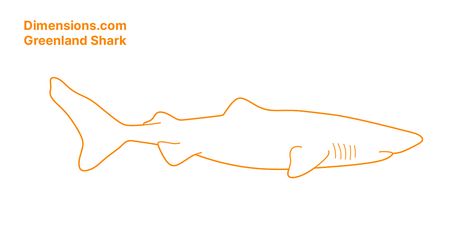 Reference for my current project that I wanted to have here Greenland Shark Drawing, Shark Side View, Greenland Shark, Side View Drawing, View Drawing, Shark Plush, Side View, Sharks, Bugs