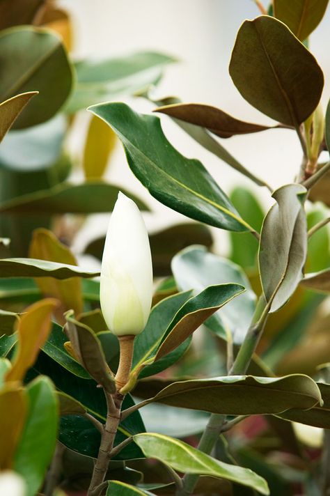 Bay magnolia 'Little Gem' [Magnolia grandiflora] Magnolia Foliage, Magnolia Little Gem, Evergreen Magnolia, Flowers Bouquet Ideas, Bouquet Ideas Wedding, Gem Tree, Magnolia Grandiflora, Southern Magnolia, Virtual Flowers