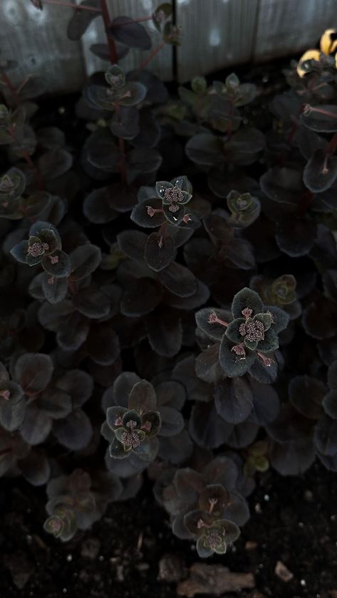 Night Embers Sedum (other known as “Autumn Stonecrop”) A full sun perennial that transitions to near-black shades and burgundy. It is a… | Instagram Night Embers Sedum, Spooky Garden, Goth Garden, Bees And Butterflies, Full Sun Perennials, Sun Perennials, Black Shades, Low Maintenance Plants, Shades Of Black