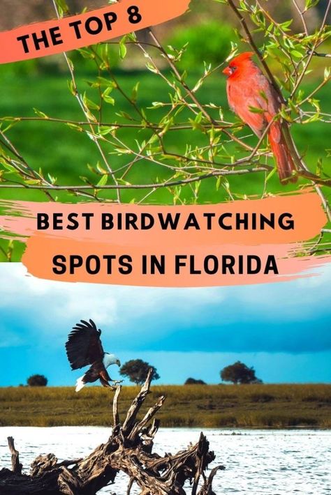 Find out recommendations and tips for birdwatching in Florida! This post includes 8 must visit places for Florida birding #birdwatching #floridabirds Florida Vacation Destinations, Best Places In Florida, Florida Birds, Florida Bucket List, Beaches In Florida, Florida Wildlife, Dry Tortugas National Park, Florida Adventures, Usa Destinations