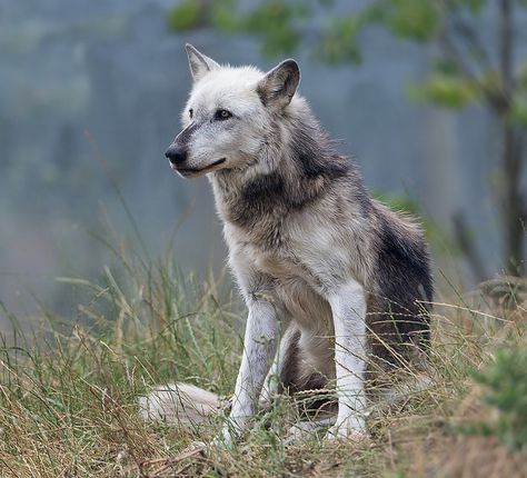 Unique Wolf Colors, Cenozoic Survival, Feral Poses, Northwestern Wolf, Canadian Wolf, Wolf Female, Canine Reference, Wolf Reference, Real Wolf