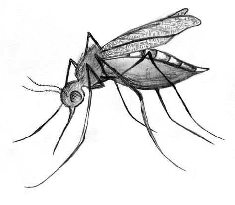 Mosquitoes Drawing, Mosquito Tattoo, Mosquito Art, Anopheles Mosquito, Mosquito Drawing, Cartoon Mosquito, Bugs Drawing, Fly Drawing, Pencil Sketch Images