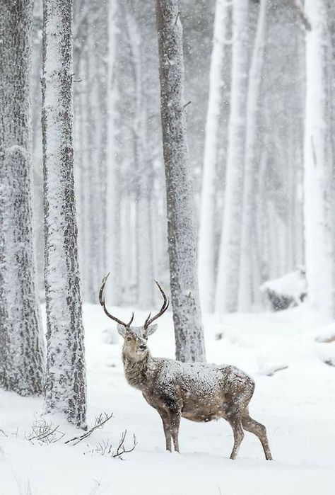 Red Deer Stag, Nature Picture, Conifer Trees, Library Images, Deer Stags, Scotland Uk, British Wildlife, Red Deer, Winter Animals