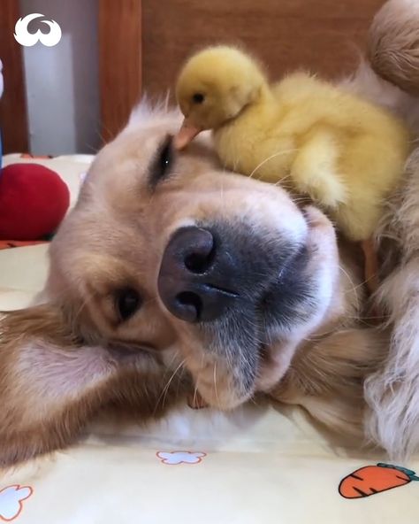 Golden Retriever and Duckling Are Best Friends! | duck, Golden retriever, friendship | Golden Retriever and Duckling Are Best Friends! | By Woof Woof Dogs Hugging, Duck Drawing, Pet Ducks, Baby Chickens, Animals Amazing, Little Duck, Baby Ducks, Cute Funny Babies, Playlist Covers