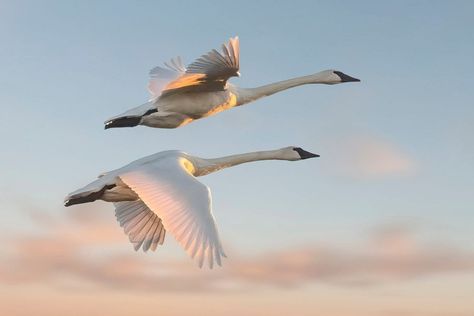 Alberta Birds | Trumpeter Swans Saturday morning (October 14) flying into the sunrise at Lois Hole PP. | Facebook Swan Flying, Swans Flying, Trumpeter Swan, Trumpeter, The Sunrise, Reference Images, Saturday Morning, Swans, Birds In Flight