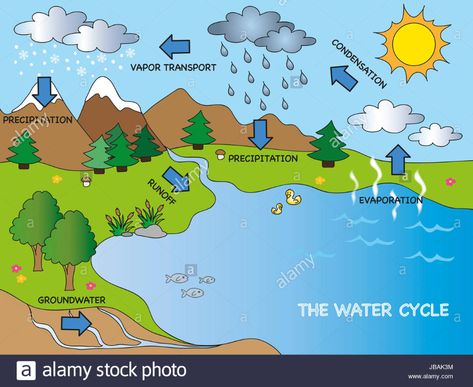 Water Cycle Diagram Stock Photos ... What Is Water Cycle, Water Cycle Poster, Water Cycle Project, Water Cycle Diagram, Cycle Drawing, Water Facts, The Water Cycle, Interactive Science, Elementary Lesson Plans