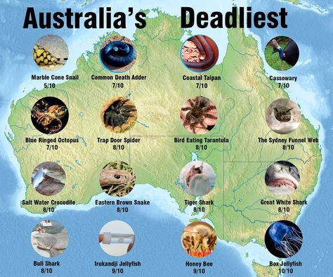 The Horror. Australia Geography, Irukandji Jellyfish, Australia Facts, Funny Aussie, Australia Quote, Aussie Memes, Venomous Animals, Sidney Australia, Deadly Creatures