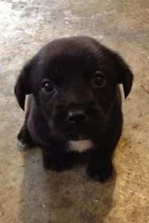 Magillicutty O'Shaughnessy - "Mackie"!  <3 Super Cute Animals, Amazing Animals, Cute Creatures, Black Dog, Adorable Animals, Cute Little Animals, Cuteness Overload, Animals Friends, I Love Dogs