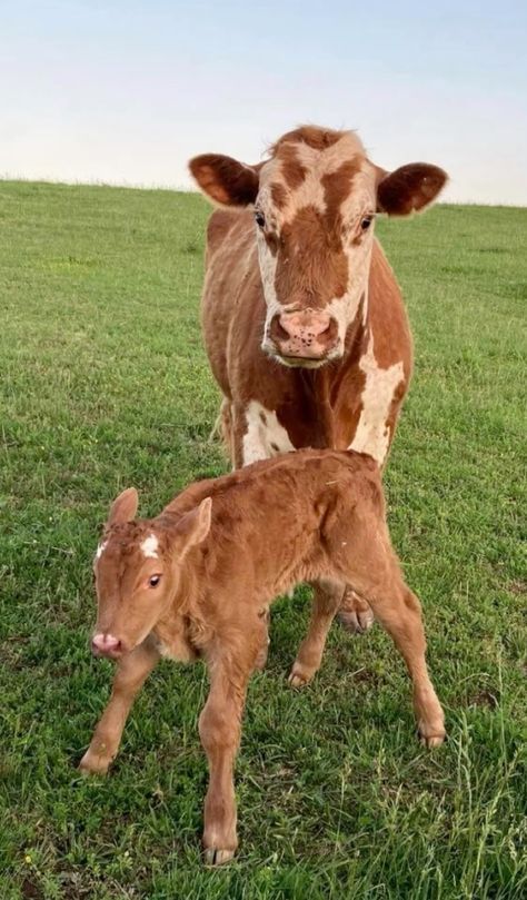 Cute Cattle, Pet Cows, Cow Photos, Mini Cows, Fluffy Cows, Animals Funny, Baby Cows, Pretty Animals