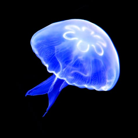 Jellyfish Icons For Apps, Blue Jellyfish Icon, Jellyfish Png, Jellyfish Icon, Sea Jellies, Blue Shades Colors, Blue Aesthetic Dark, Blue Jellyfish, Pretty Animals