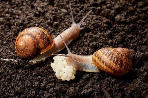 Snail caviar is ‘a flavor incomparable with any other food’ Snail Caviar, Snail Farming, Slow Food Movement, Eleven Madison Park, Modern Farmer, Madison Park, Slow Food, Italian Luxury, Spa Treatments