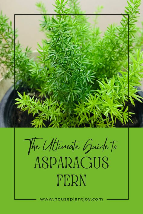 🌿✨ Asparagus Fern Care Made Easy! 🌟 With its feathery foliage, this plant may look high-maintenance, but it's a breeze with the right tips. Discover how to keep your Asparagus Fern thriving! 🌱💚 #PlantCare #IndoorGardening #AsparagusFern #Houseplants #GreenThumb #PlantLovers Asparagus Fern Care, Houseplant Inspiration, Plant Asparagus, Fern Care, Indoor Ferns, Foxtail Fern, Asparagus Plant, Growing Asparagus, Ferns Care