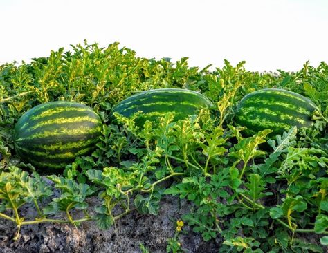 Get SCHOOLED on Watermelon! - Mary's Blog Watermelon Field, Watermelon Farming, National Watermelon Day, Watermelon Day, Get Schooled, Farm To Table, Farmer, Watermelon, Fruit