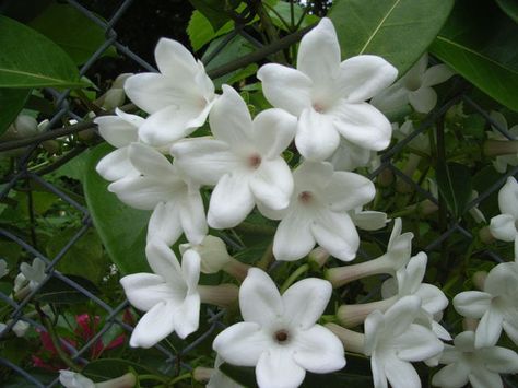 Jasmine the national flower of Philippines Filipino National Flower, Asian Jasmine, Sweet Smelling Flowers, Filipino Tattoos, Jasmine Plant, Filipino Art, Flower Symbol, Most Popular Flowers, National Flower