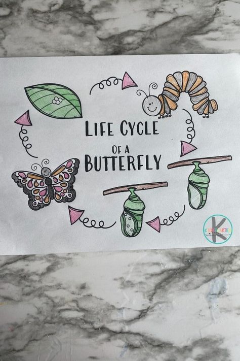 Butterfly Life Cycle Printable, Butterfly Life Cycle Activity, Butterfly Life Cycle Craft, Cycle Drawing, Life Cycle Of A Butterfly, Cycle Of A Butterfly, Paper Butterfly Crafts, Stages Of A Butterfly, Butterfly Puzzle