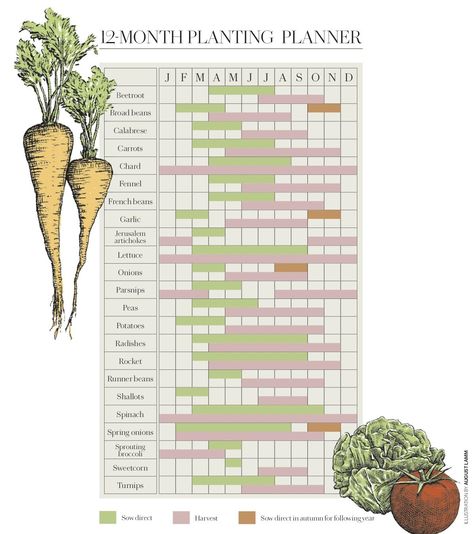 This 12-month vegetable planting calendar is a grow-your-own essential Allotment Planting Calendar Uk, Gardening Chart, Allotment Planner, Veg Growing, Raised Vegetable Beds, Vegetable Planting Calendar, Garden Scrapbook, Growing Calendar, How To Grow Vegetables