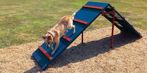 Dog Park Equipment, Cat Playground Outdoor, Dog Agility Course, Dog Equipment, Agility Training For Dogs, Dog Playground, Cat Playground, King Of The Hill, Dog Brain