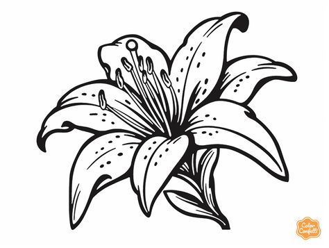 illustration of Easy tiger lily picture to color Picture To Color, Tiger Lily Tattoos, Lily Pictures, Abstract Tattoo Ideas, Learn To Tattoo, Lilies Drawing, Drawing Flowers, Stargazer Lily, Lily Tattoo