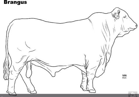 Drawings Bull Drawing, Farm Mural, Livestock Photography, Livestock Judging, Animal Line Drawings, Mountain Sketch, Cow Photography, Beef Cow, Cow Coloring Pages