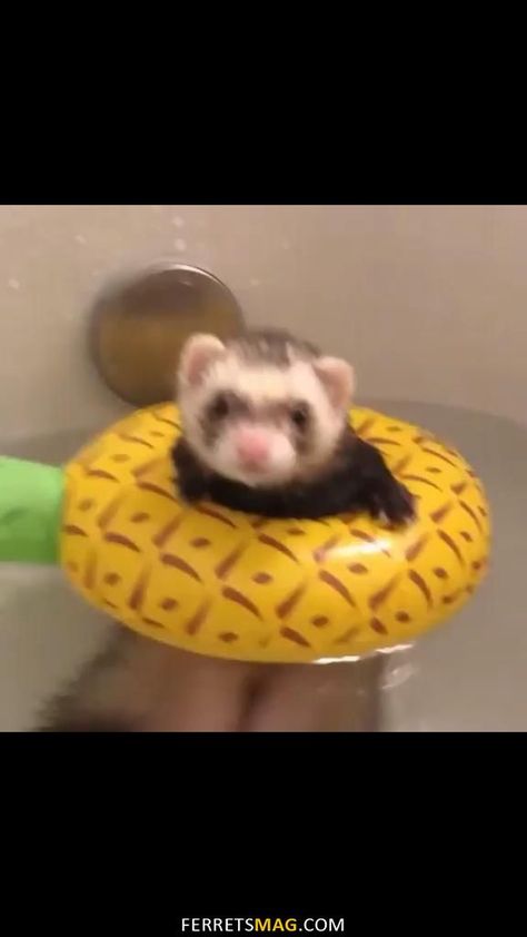 Ferret Videos, Ferret Funny, Ferret Toys, Ferrets Care, Baby Ferrets, Funny Ferrets, Ferret Cage, A Ferret, Best Bedding