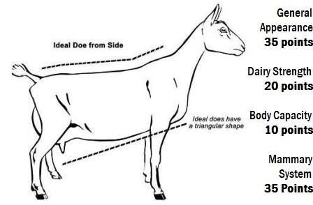 The ideal dairy goat Goat Anatomy, 4h Goats, Goat Showing, Milk Goats, Livestock Judging, Goats And Chickens, Miniature Goats, Keeping Goats, Goat Health