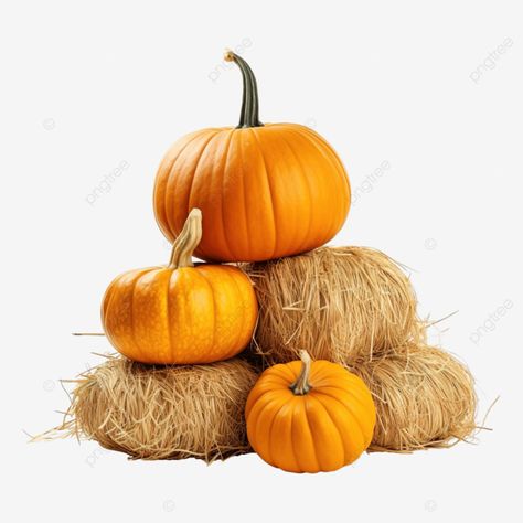 stacked group of pumpkin on straw after harvested different fresh pumpkin for thanksgiving and fal Fresh Pumpkin, Sugar Pumpkin, Food Png, Transparent Image, Organic Food, Organic Vegetables, Organic Recipes, Pumpkins, Straw