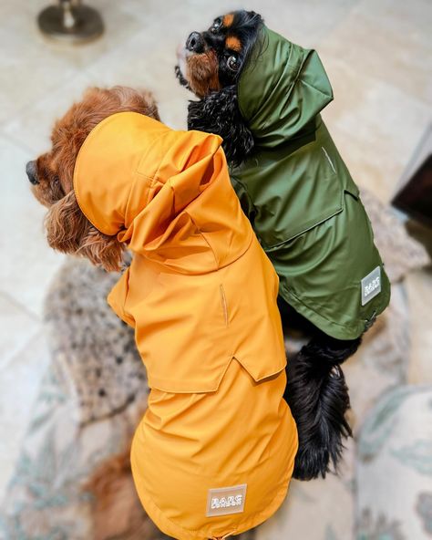 Dog Jackets, Dogs Stuff, Puppy Accessories, Dog Raincoat, Rain Protection, Dog Clothing, Designer Dog, Dog Jacket, Rainy Days