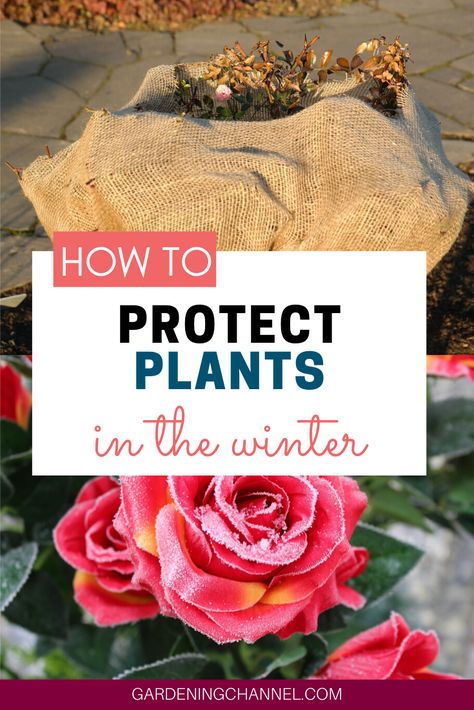 If cold weather and frost is coming your way, don't miss these tips on how to protect plants in the winter. Learn when to cover plants for them to survive cold temperatures. #gardeningchannel #gardening #flowergardening #vegetablegardening How To Cover Plants For Winter, Covering Plants For Winter, Plant Covers For Cold Weather, Winter Planting, Garden Board, Outside Plants, Plant Pot Covers, Overwintering, Plant Growing