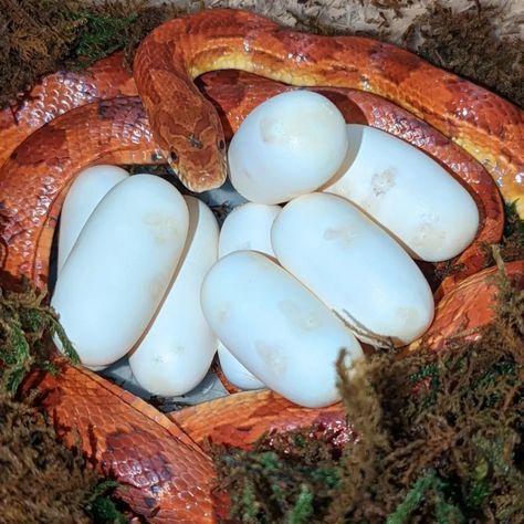 This Marvel Legend just laid her first clutch ever delivering 9 healthy eggs in total. She is a High Red Okeetee Corn Snake that was paired with a Diffused Caramel Upper Keys Corn Snakes. #marvellegends #marvel #scarletwitch #okeeteecornsnake #okeetee #cornsnake #okeeteemorph #cornsnakes #cornsnakesofinstagram #colubridkings #snakeclutch #snakeeggs #layingeggs #snakeseason Okeetee Corn Snake, Snake Eggs, Snake Names, Corn Snakes, Film Study, Healthy Eggs, Corn Snake, Cute Snake, Egg Laying